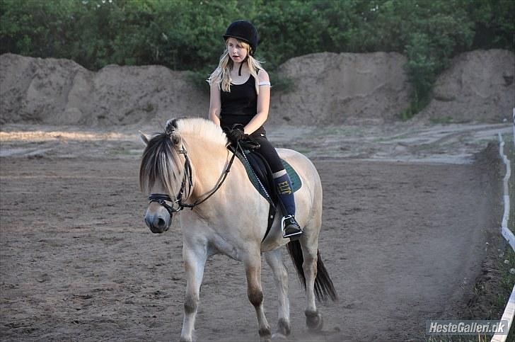 Fjordhest Lando Halsnæs ( Solgt)  - mums  billede 20