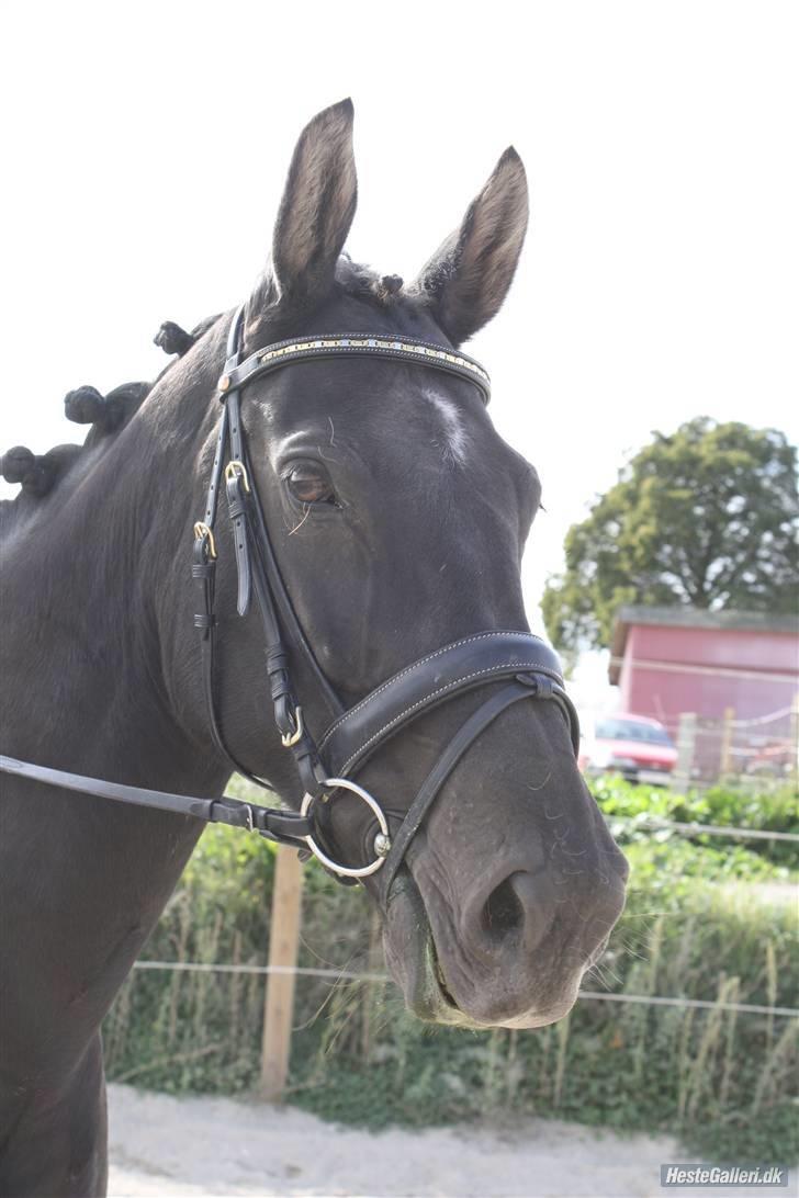 Oldenborg Dea gammel part.  - smukke dea <3 billede 17