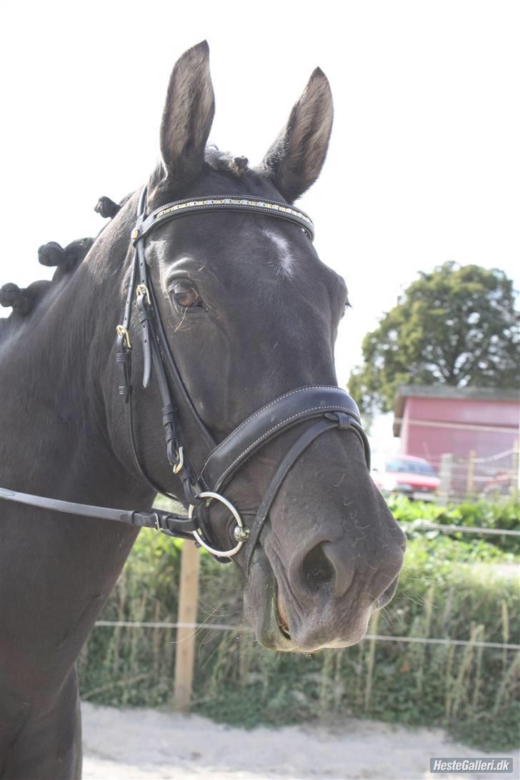 Oldenborg Dea gammel part.  - Du er såå smuk min skat. Elsker dig <3  billede 18