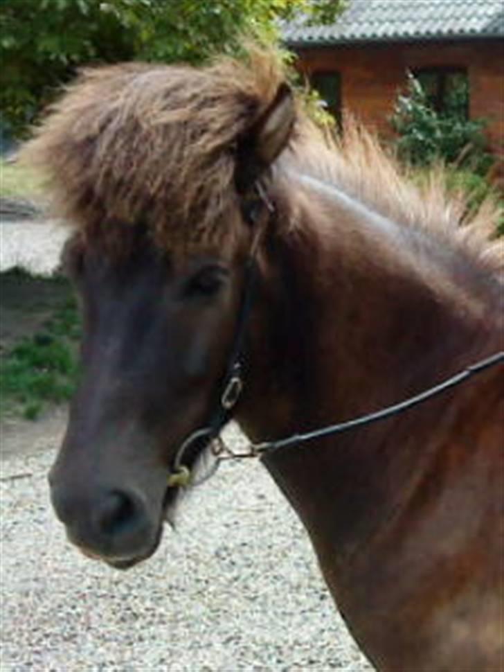 Islænder Baldur - Balle <3. billede 1