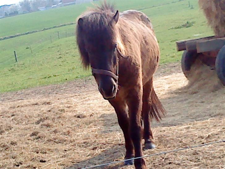 Islænder Baldur billede 2