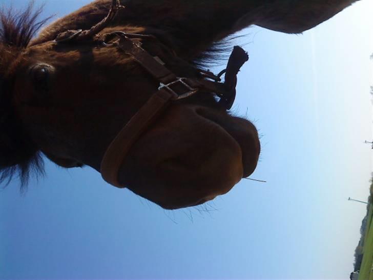 Islænder Baldur - Balle set nede fra (; billede 3