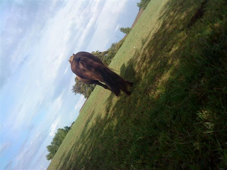 Islænder Baldur - Balle set bag fra (; billede 4