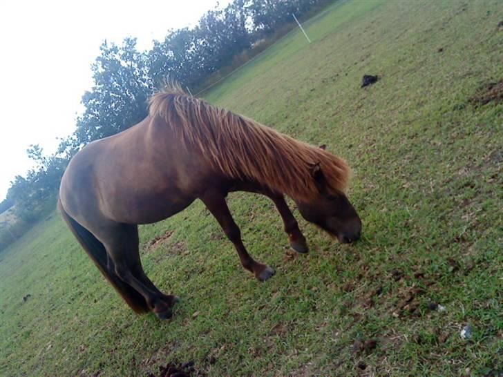 Islænder Baldur - Ballemanden (´: billede 5