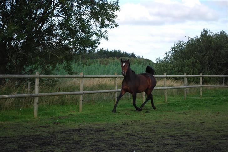 Anden særlig race Rosenkildes Aisha SOLGT billede 16