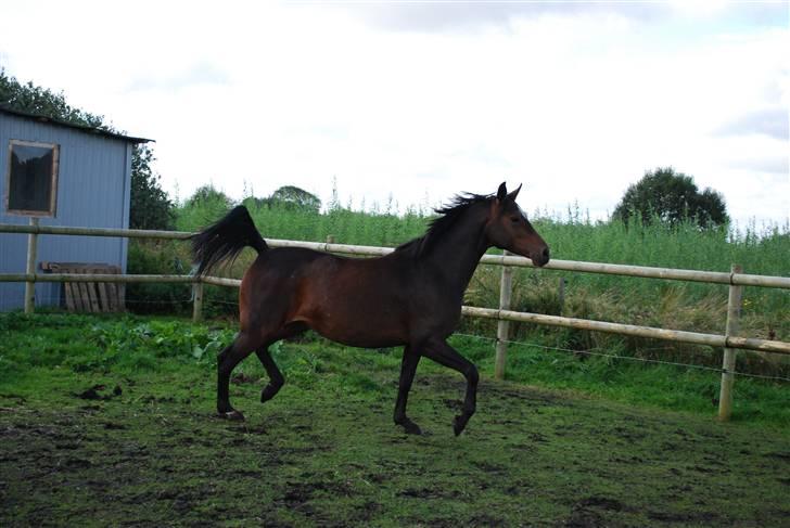 Anden særlig race Rosenkildes Aisha SOLGT billede 17