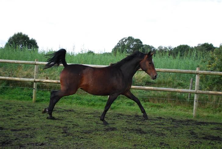 Anden særlig race Rosenkildes Aisha SOLGT - Halv galop halv trav? hehe billede 18