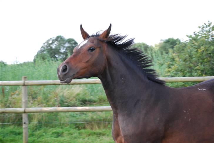 Anden særlig race Rosenkildes Aisha SOLGT billede 19