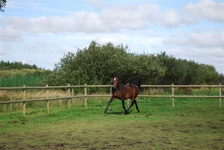 Anden særlig race Rosenkildes Aisha SOLGT billede 20