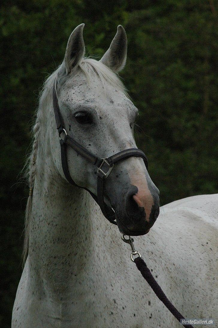 Oldenborg Emdegårds Ninet - Velkommen til Emdegårds Ninet´s profil. Læg gerne en bedømmelse og en kommentar. billede 1