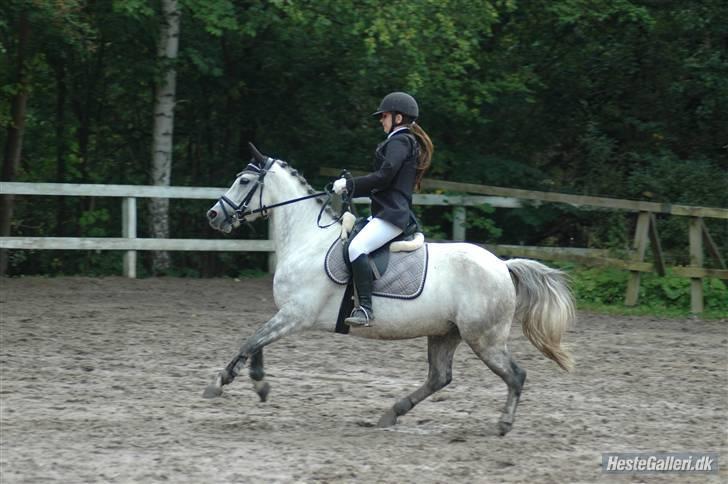 Hollandsk Sportspony Pepper (Filur) - 10) Stævne - foto: Frida Nørkjær billede 10