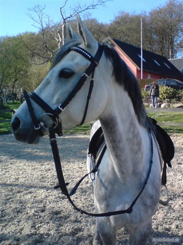 Hollandsk Sportspony Pepper (Filur) - 12) Filur - foto: Mille Priess billede 12
