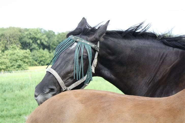 Oldenborg Dea gammel part.  - Dea <3 billede 19