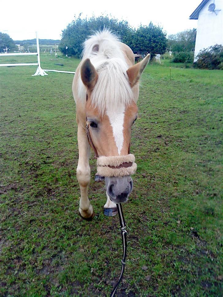 Anden særlig race Hafl./Palom. Flika(solgt) billede 11
