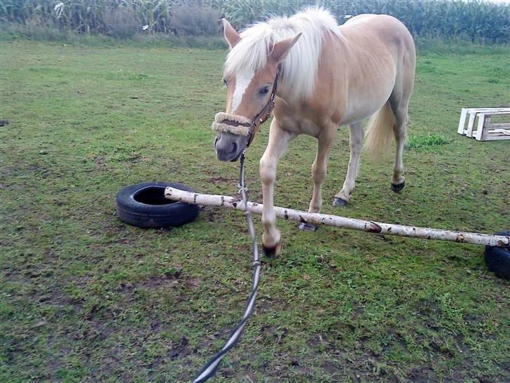 Anden særlig race Hafl./Palom. Flika(solgt) billede 12
