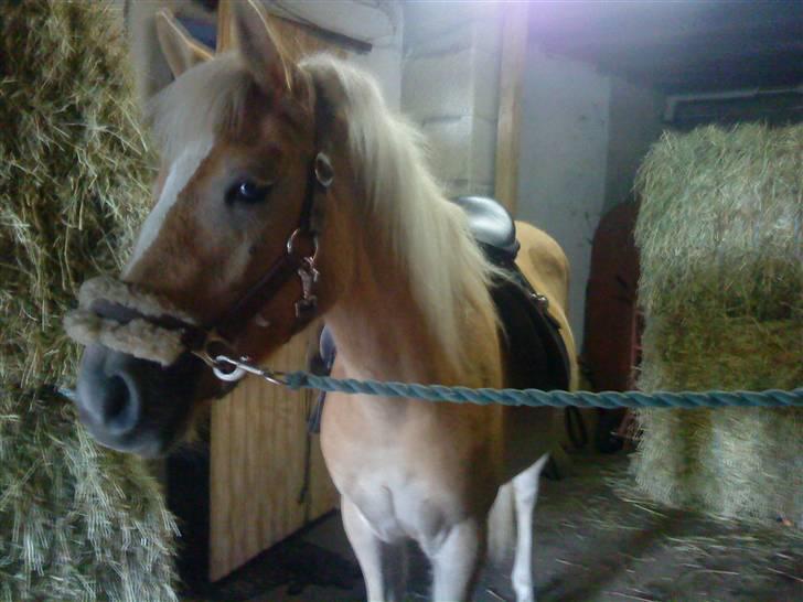 Anden særlig race Hafl./Palom. Flika(solgt) billede 13