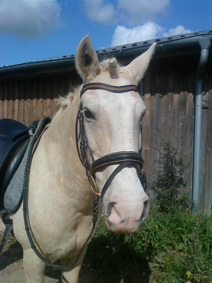 Anden særlig race Romeo (Himmelhest) - Til hans bryllup med Garnis - 09. Tak fordi du så Romeos profil  gerne en kommentar og en bedømmlse. den bliver højst sandsynlig gengældt. :=) billede 20