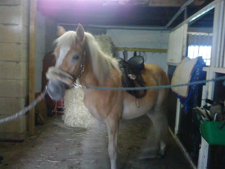 Anden særlig race Hafl./Palom. Flika(solgt) billede 14