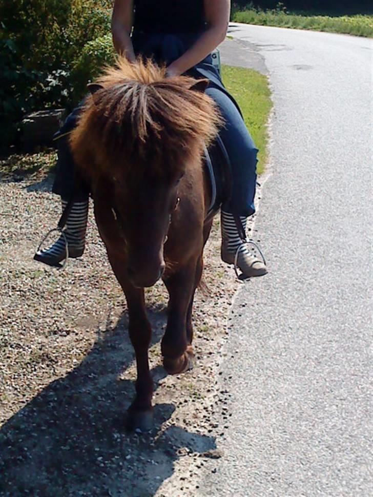 Islænder Baldur - Mor der rider Balle (: billede 6