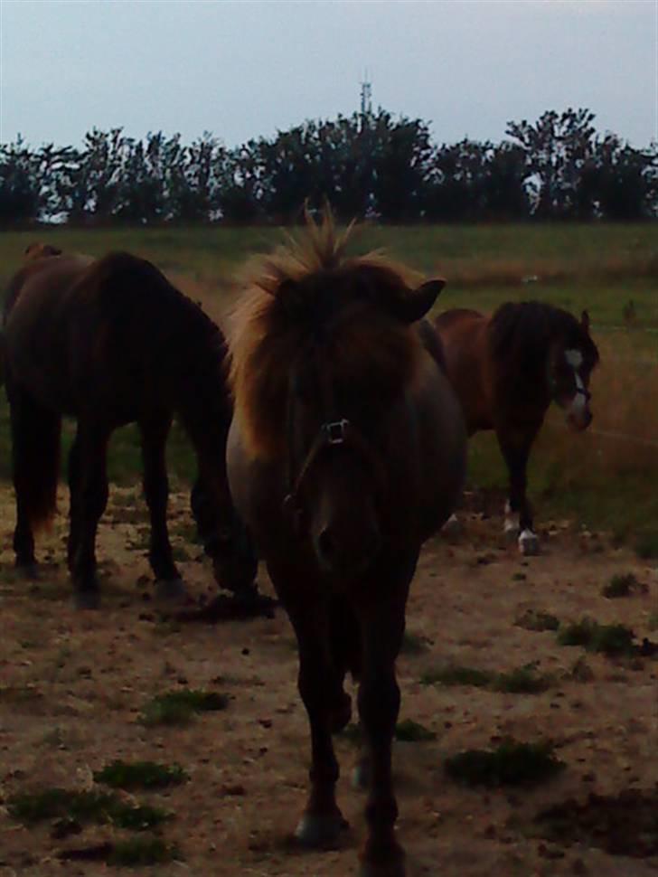 Islænder Baldur - Baldur med en meget skævtsiddende grime (; billede 8