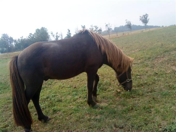 Islænder Baldur billede 9