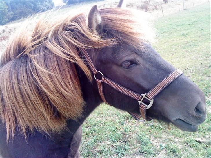 Islænder Baldur billede 10