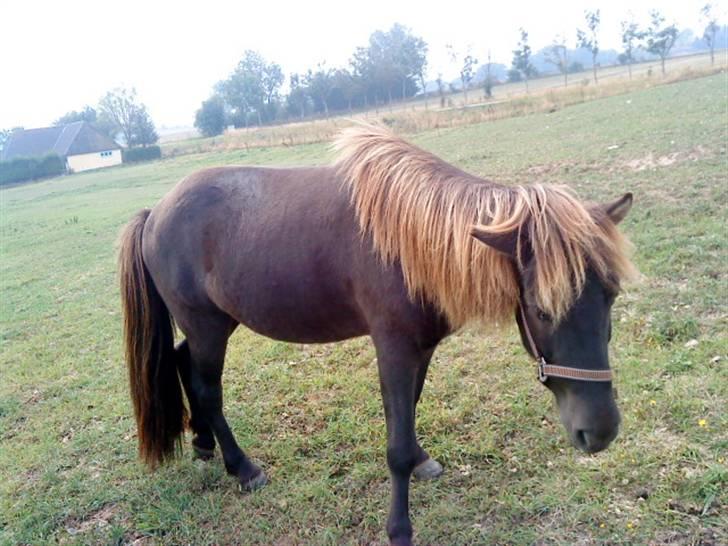 Islænder Baldur billede 11