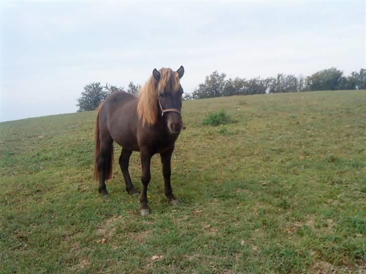 Islænder Baldur billede 12