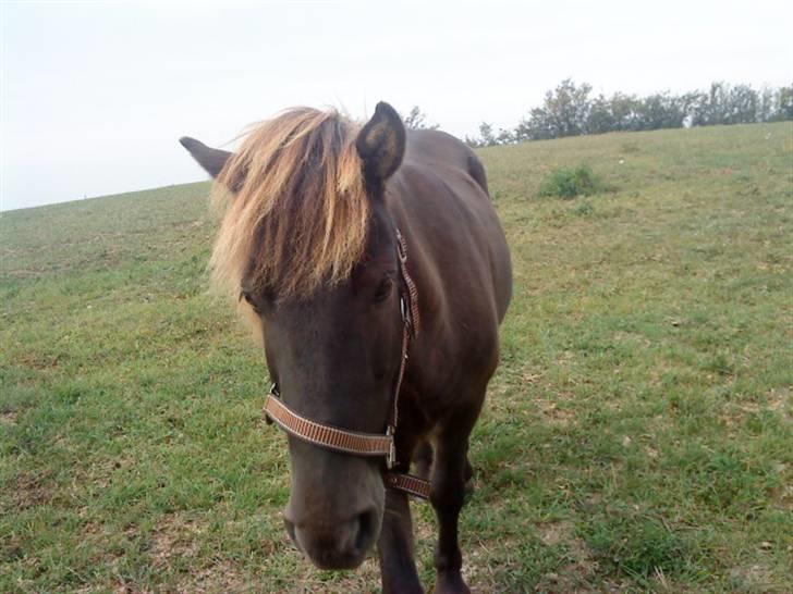 Islænder Baldur billede 13