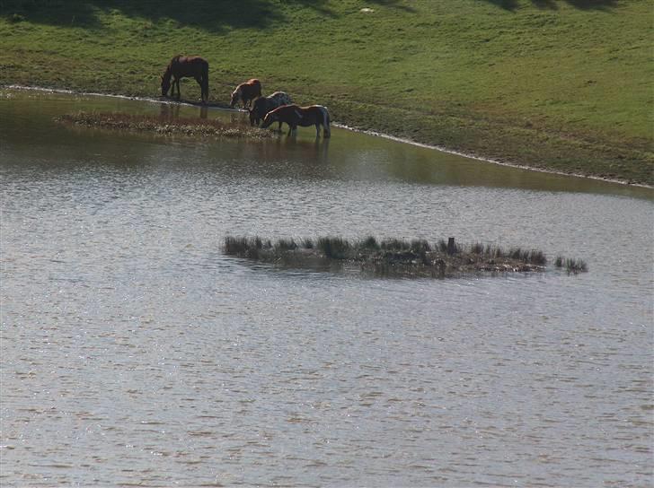 Pinto sweety MINBEDSTEVEN - 16. billede 16