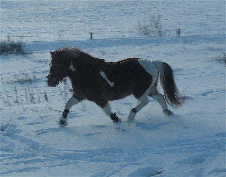 Pinto sweety MINBEDSTEVEN - 17. han kan godt flytte fusserne;)<3 billede 17