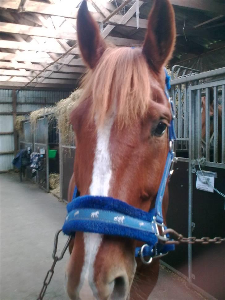 Dansk Varmblod Kingo  billede 7