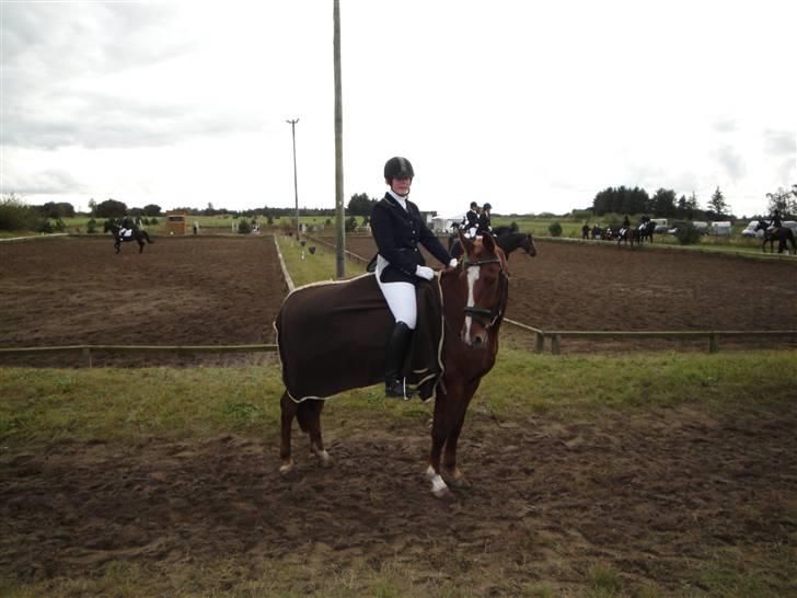 Dansk Varmblod Kingo  billede 8