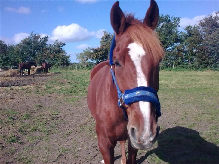 Dansk Varmblod Kingo  billede 9