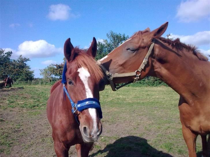 Dansk Varmblod Kingo  - Kingo lege kammerat billede 10