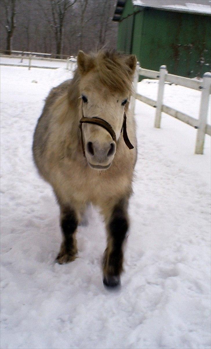 Anden særlig race Hygums Kiki - man kan ikke andet end at elske hende billede 14