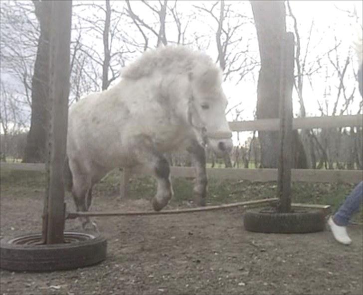 Anden særlig race Hygums Kiki - HOP! billede 15