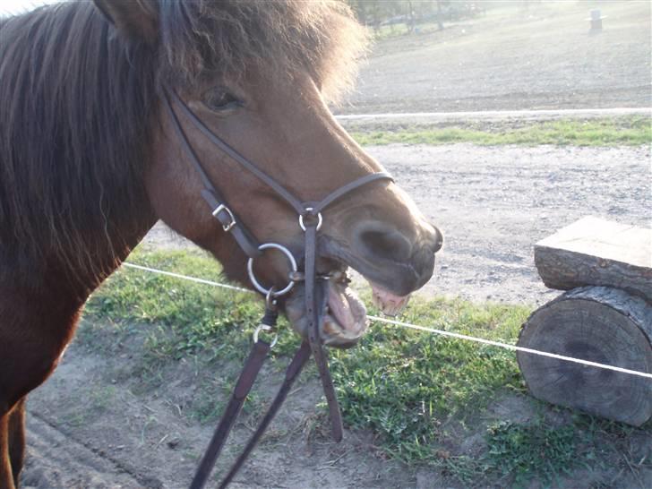 Islænder Vina Vom Neuhoff billede 5