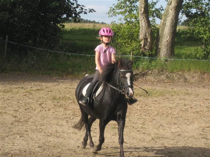 Welsh Pony af Cob-type (sec C) Kivi (SOLGT)  - Kivi og Laura trav..! billede 10