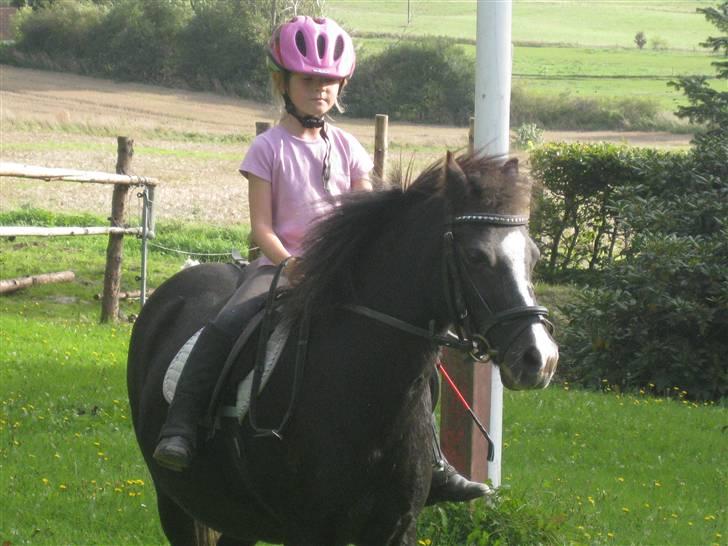 Welsh Pony af Cob-type (sec C) Kivi (SOLGT)  - Kivi og laura:) billede 11