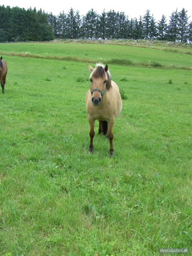 Fjordhest Chila R.I.P - Velkommen til Chilas profil tag et kig. foto taget af: Sofie billede 1