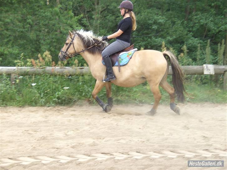 Fjordhest Chila R.I.P - foto taget af: Sofie billede 2