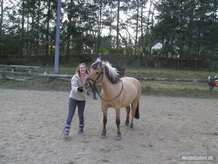 Fjordhest Chila R.I.P - foto taget af: Sofie billede 3