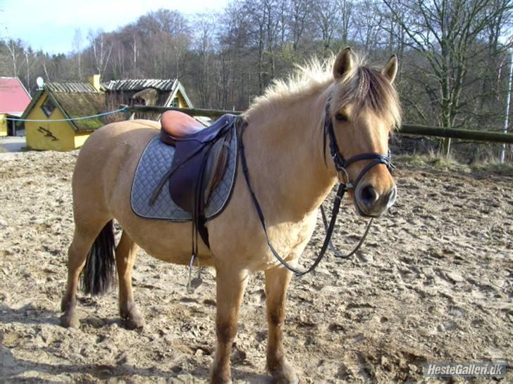 Fjordhest Chila R.I.P - foto taget af: Sofie billede 4