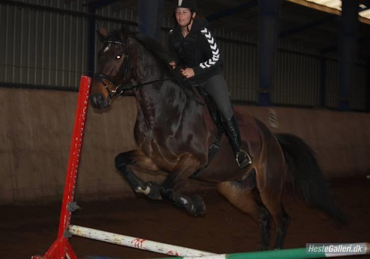 Dansk Varmblod Louis Figo (solgt) billede 18