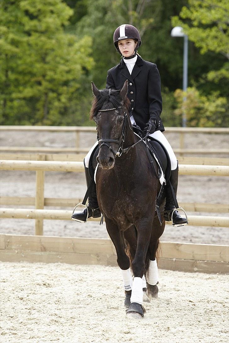 Welsh Cob (sec D) Silva - Slutningen af Maj 2010. Stævne på HØRS. Foto: Arnason  billede 5