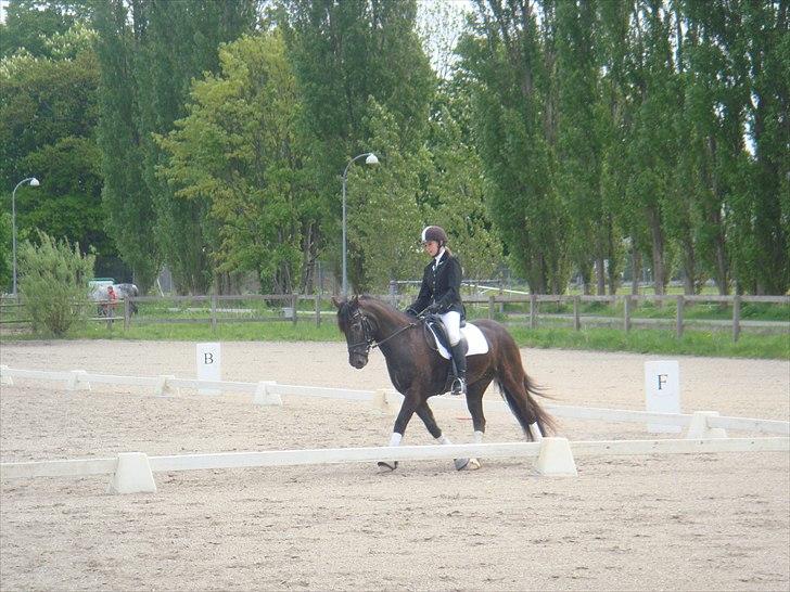 Welsh Cob (sec D) Silva - Stævne på HVR Maj 2011. Vi fik en delt 5. plads. billede 8