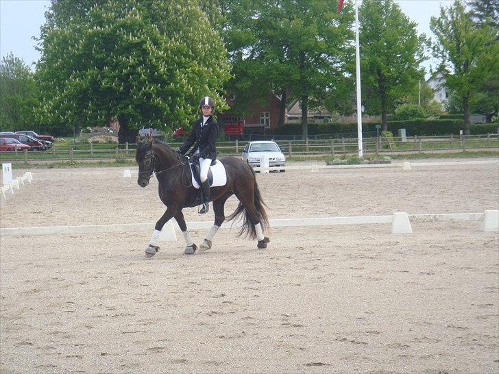 Welsh Cob (sec D) Silva - Stævne på HVR Maj 2011 -  5. plads billede 15