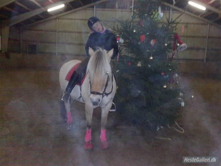 Fjordhest flayans ziwago R.I.P billede 11