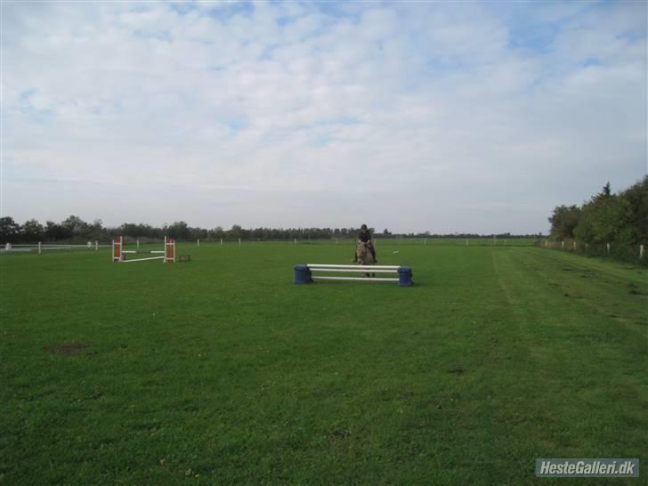 Fjordhest flayans ziwago R.I.P billede 12